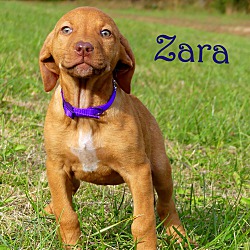 Thumbnail photo of Zara~adopted! #4