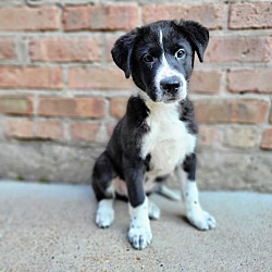 Thumbnail photo of Finley(ADOPTED!) #2