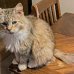 Photo of Rainier (Lap Cat)