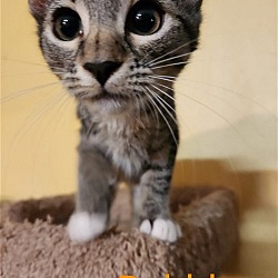 Photo of Bubbles