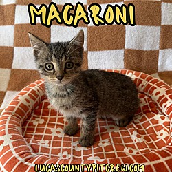 Photo of Macaroni