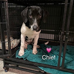 Photo of Chief (Rehoming $300)
