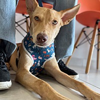 adopt a pet