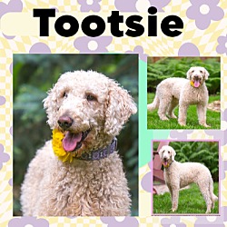 Photo of Tootsie D5863