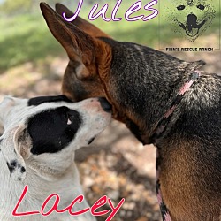 Thumbnail photo of Lacey #1