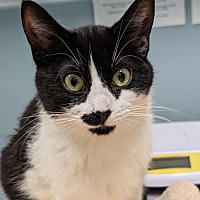 adopt a pet