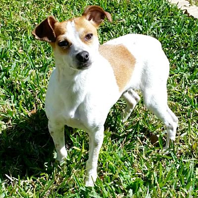 jack russell houston