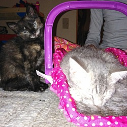 Thumbnail photo of Gray Babbie and tortie calico #1