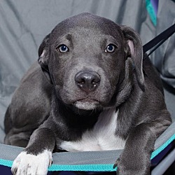 Thumbnail photo of Avery-Adopted! #2