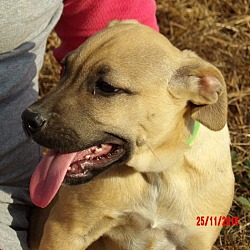 Thumbnail photo of Teagan (14 lb) Pretty Pup! #3