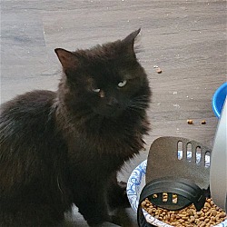 Photo of Crackle **Working Cat Candidate!**