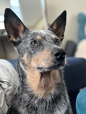 Eatonville, WA - Australian Cattle Dog. Meet Shadow a Pet for Adoption ...