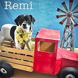 Photo of Remi