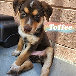 Thumbnail photo of TOFFEE-BUZZ #4