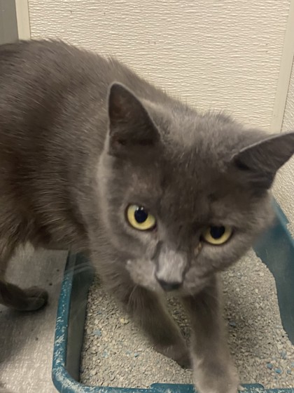 Kokomo, In - Russian Blue Domestic Shorthair. Meet Foxie A Pet For 