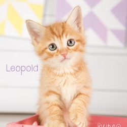 Thumbnail photo of Leopold #3
