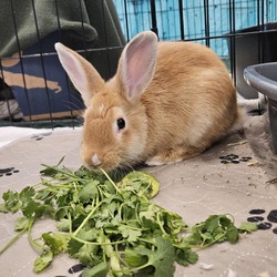Photo of Flopsy