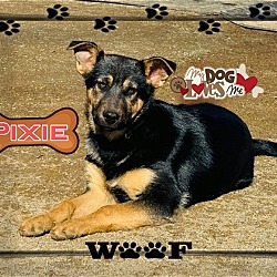 Thumbnail photo of Pixie #4