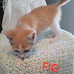 Photo of Fig