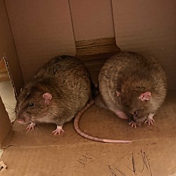 bonded pet photo