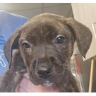Adopt A Pet :: Moe - Jackson, MI