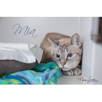 adopt-pet