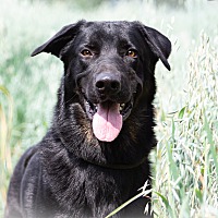 adopt-pet
