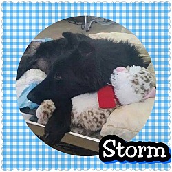 Thumbnail photo of Storm #1