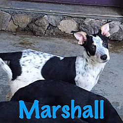 Thumbnail photo of Marshall #1