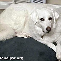 Thumbnail photo of Ivy in OH - Looking For A Special Adopter #2