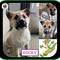 Thumbnail photo of Ducky - ADOPTED!!! #3