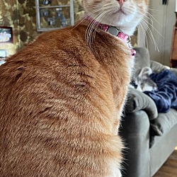 Photo of Butterscotch
