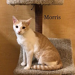 Thumbnail photo of Morris #3