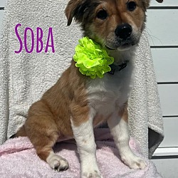 Photo of Soba
