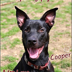 Thumbnail photo of Cooper #1