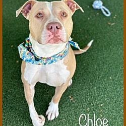 Thumbnail photo of CHLOE (Rescue Only) #1