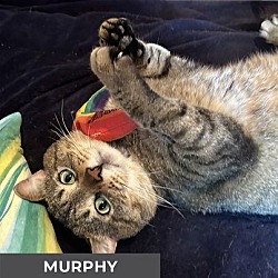 Thumbnail photo of Murphy #4