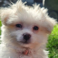 Thumbnail photo of Luna the  Teddy Pom #2