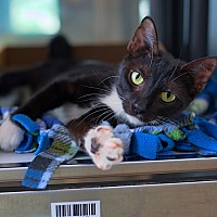 adopt a pet