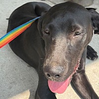 adopt a pet