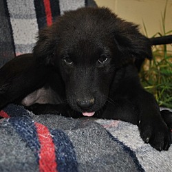 Thumbnail photo of Lacey-pending adoption #1