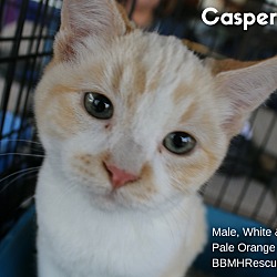 Thumbnail photo of Casper #1