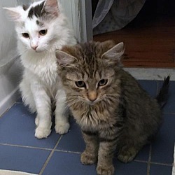 Maine Coon Kittens For Sale In Jersey City New Jersey