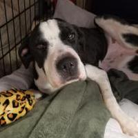 branch county humane society quincy michigan branch county humane society quincy michigan