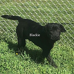 Thumbnail photo of Blackie #2