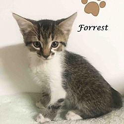 Thumbnail photo of Adopt Young FORREST! #3