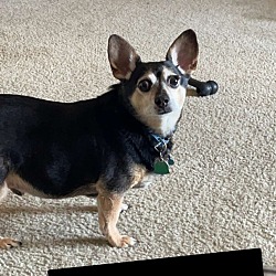 Photo of Oreo