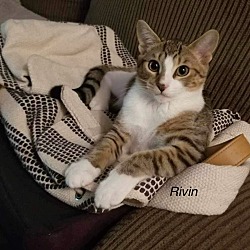 Thumbnail photo of Rivin #1