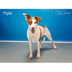 Photo of PIGLET