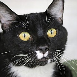 Thumbnail photo of Sylvester #1